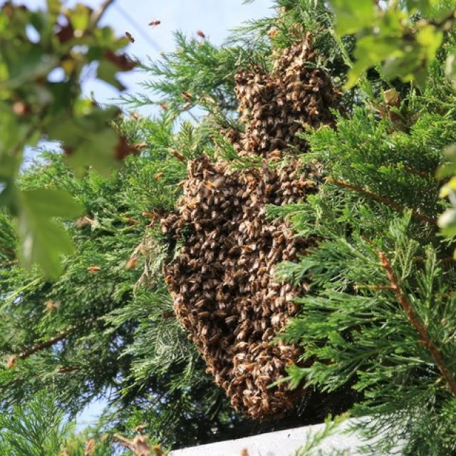 woldsway-local-honey-14-kireth-ai