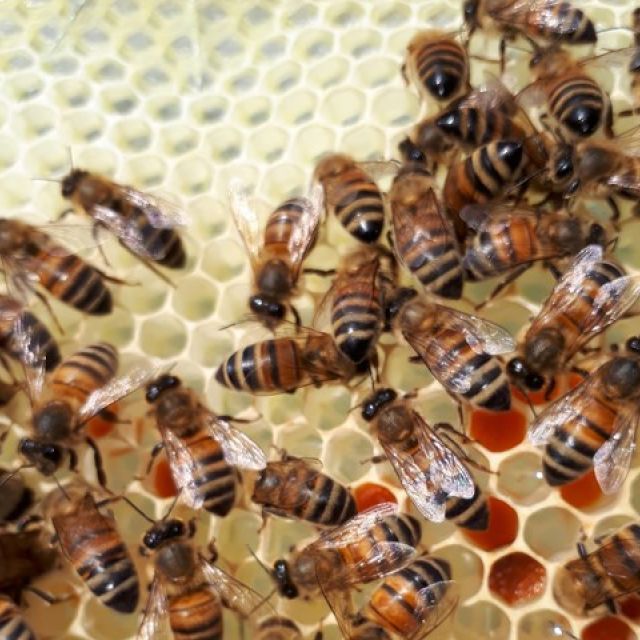 woldsway-local-honey-21-kireth-ai